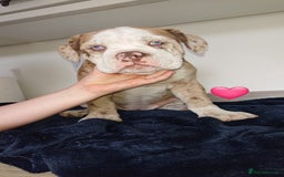 Old Tyme Bulldog dogs for sale: Old Tyme Bulldog pups 9 weeks  - Image 7