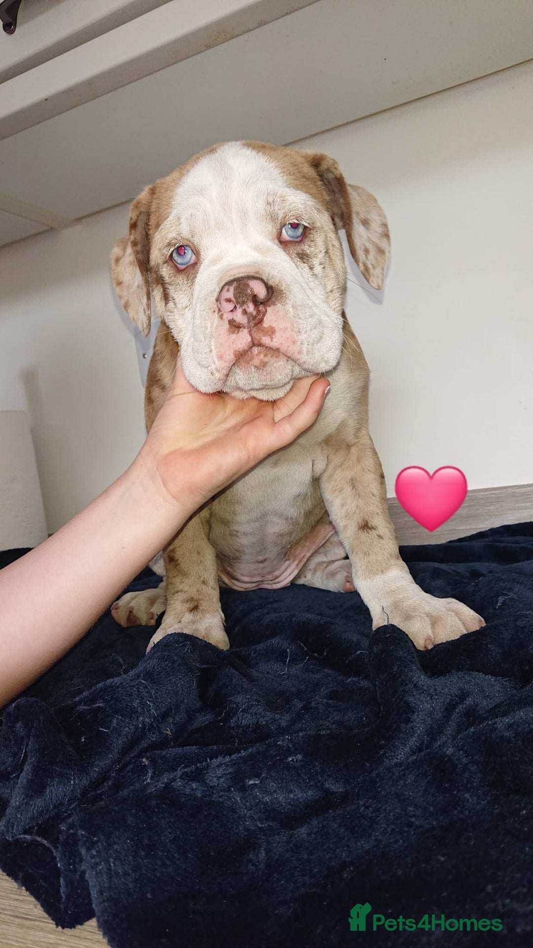 Old Tyme Bulldog dogs for sale: Old Tyme Bulldog pups 9 weeks  - Image 7