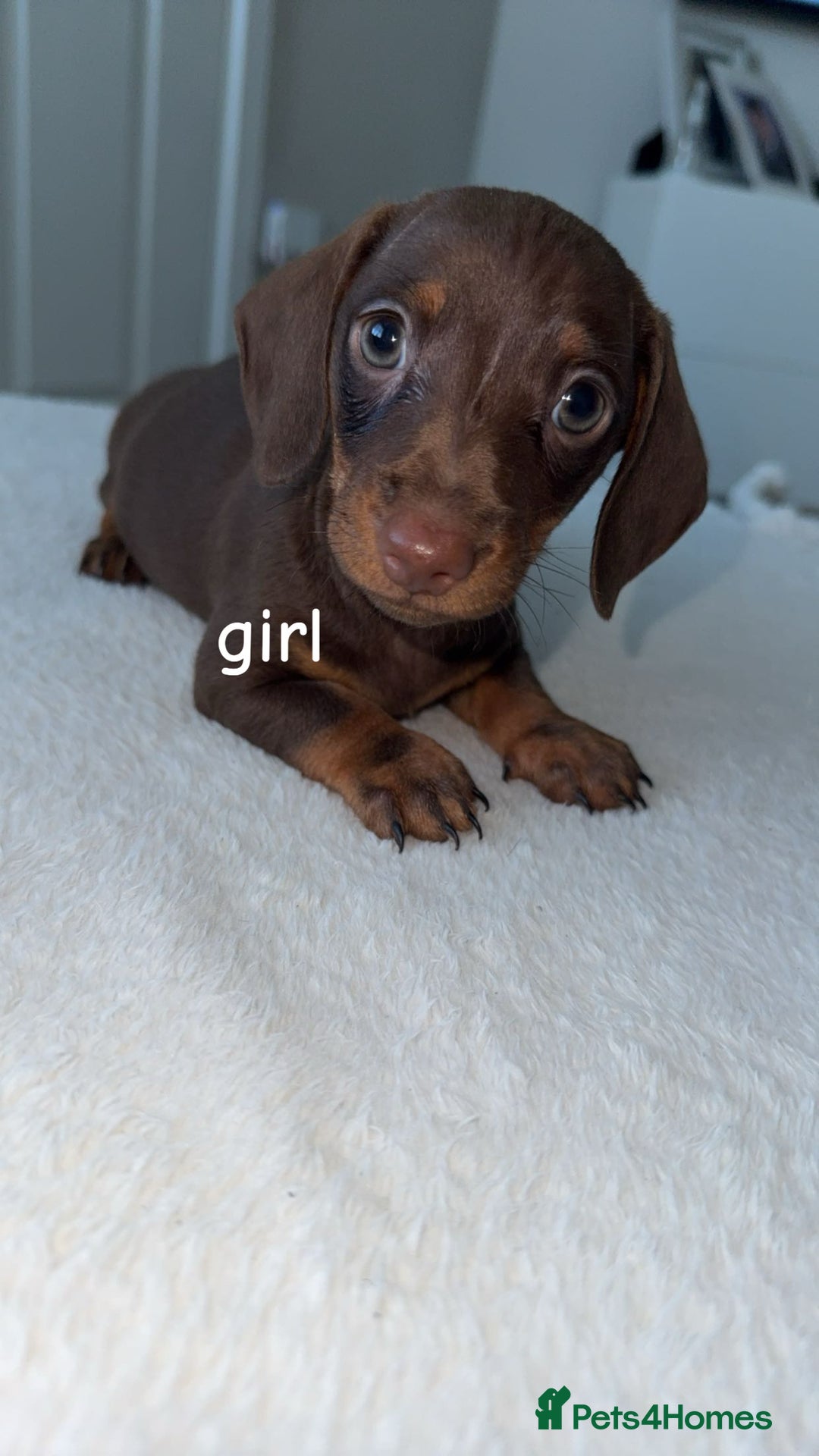 Dachshund dogs for sale: True miniature chocolate and tan dachshund - Advert 3