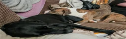 Mixed Breed dogs for stud: American Staffordshire Terrier x Staff Bull Terr. - Advert 9