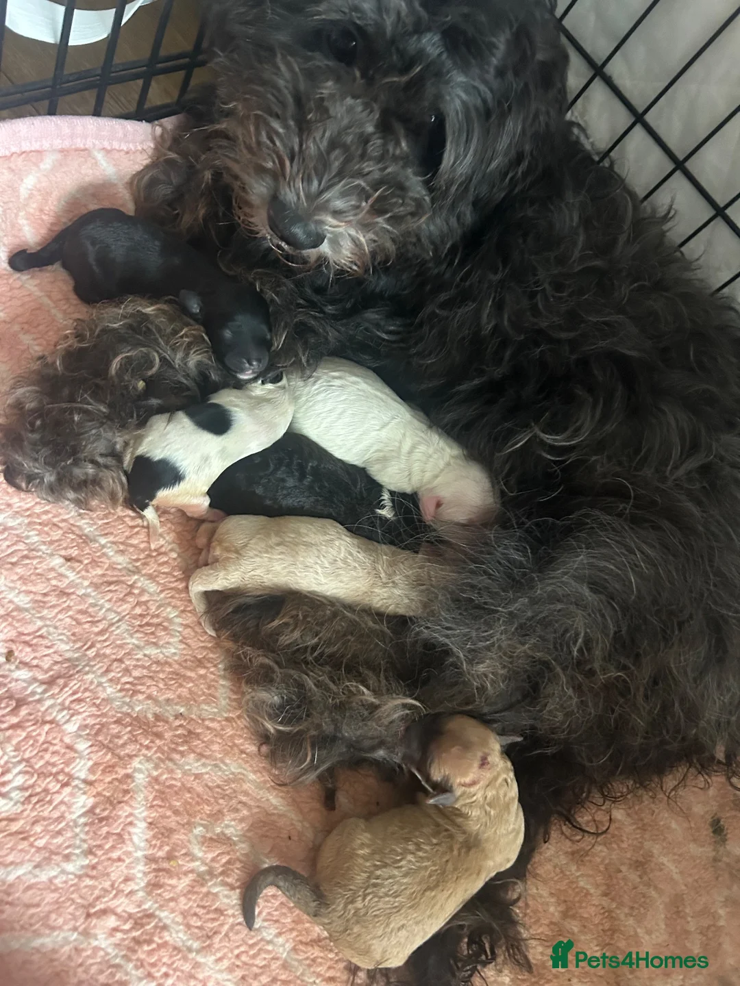 Maltipoo dogs for sale: Beautiful maltipoo puppies 🐶  - Advert 6