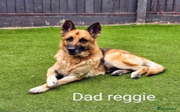 Mixed Breed dogs for sale: Ready to leave 3/8/25  in Great Yarmouth - Image 6