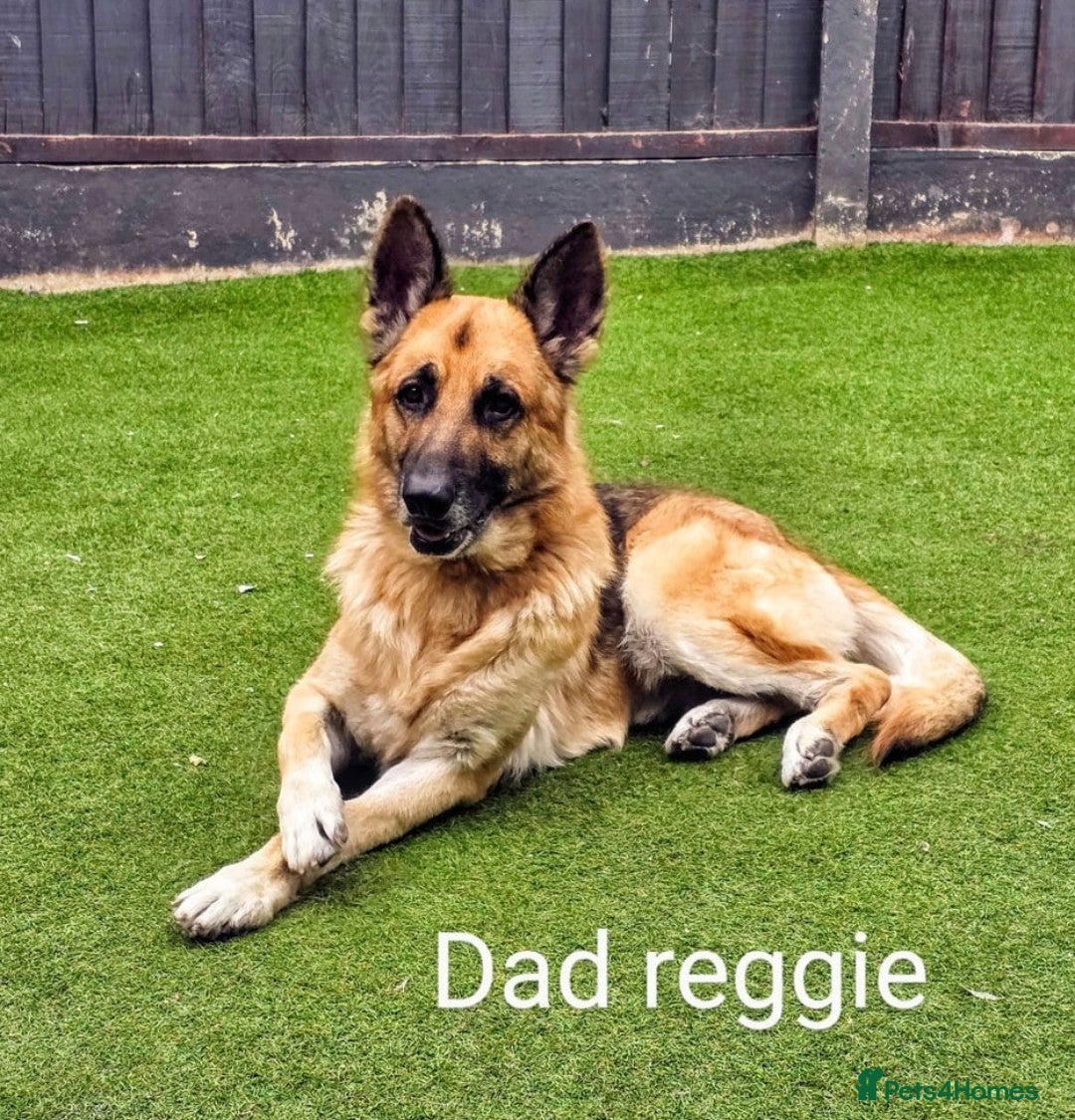 Mixed Breed dogs for sale: Ready to leave 3/8/25  in Great Yarmouth - Image 6