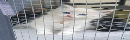 Siberian cats for sale: Soft and fluffy Siberian Neva Masquerade Kittens - Advert 26