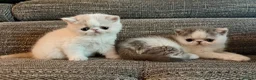 Exotic cats for sale: Outstanding Exotic Shorthair Kittens - Advert 21