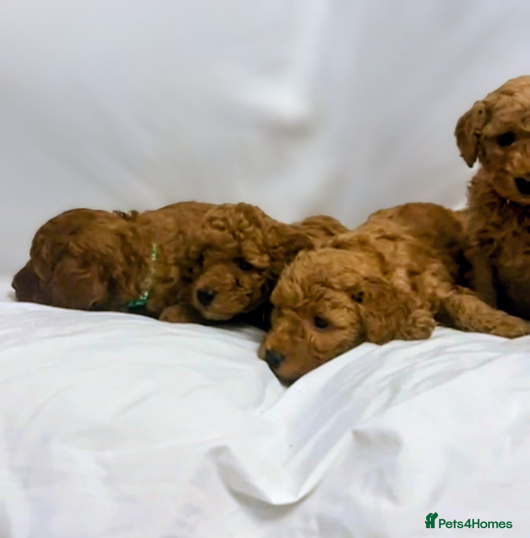 Miniature Poodle dogs for sale: MINIATURE POODLE PUPPIES.   - Advert 14
