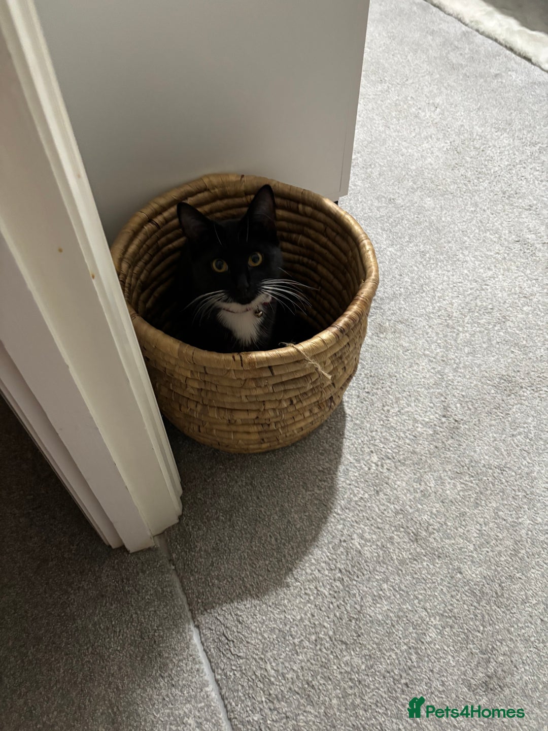Mixed Breed cats for sale: Willow - Image 9