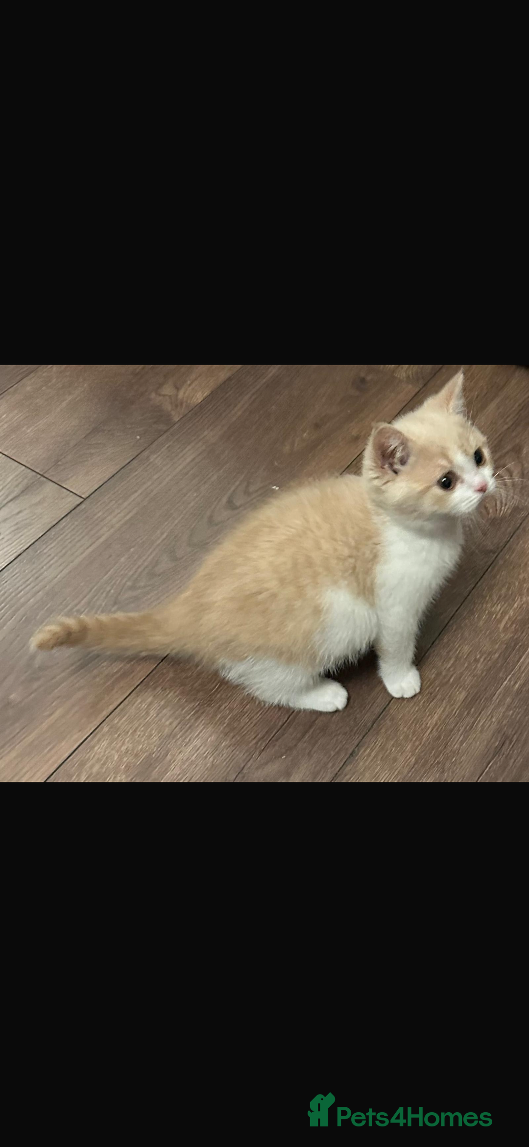 British Shorthair cats for sale: 1 left Ready NOW GCCF BSH kittens  - Advert 11