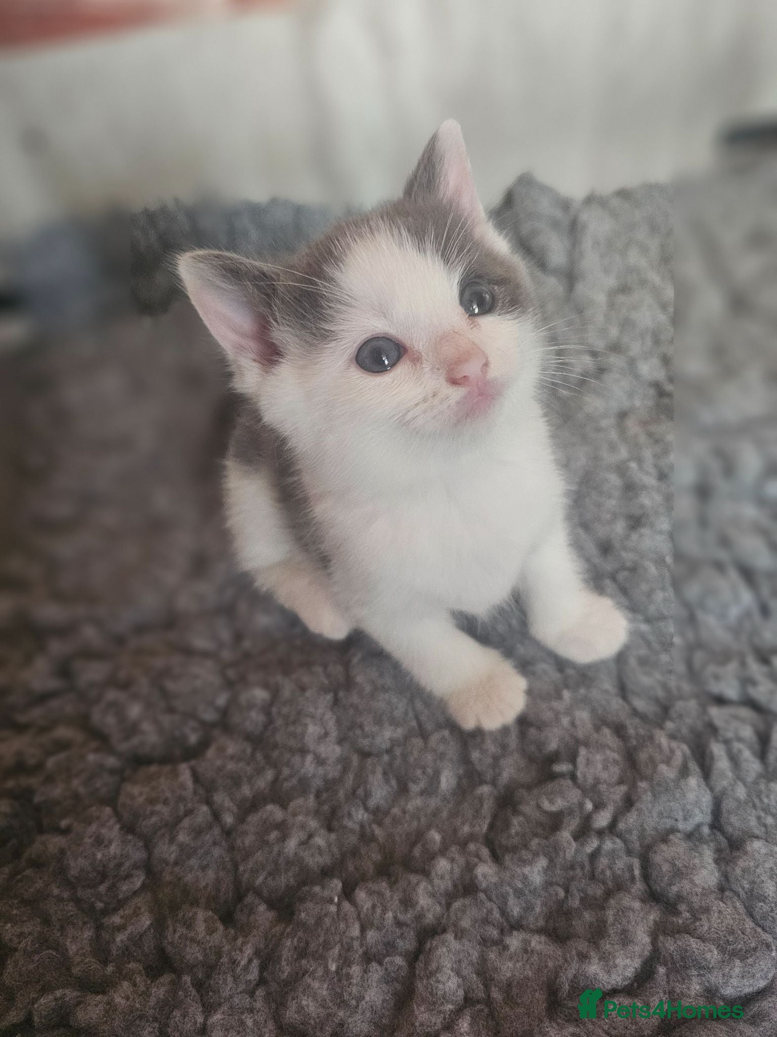 Ragdoll cats Beautiful Home-Reared Ragdoll Cross Kittens - Advert 1