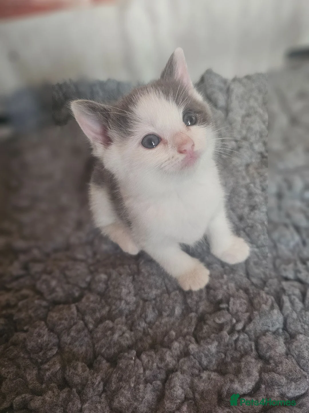 Ragdoll cats for sale: Beautiful Home-Reared Ragdoll Cross Kittens - Advert 1