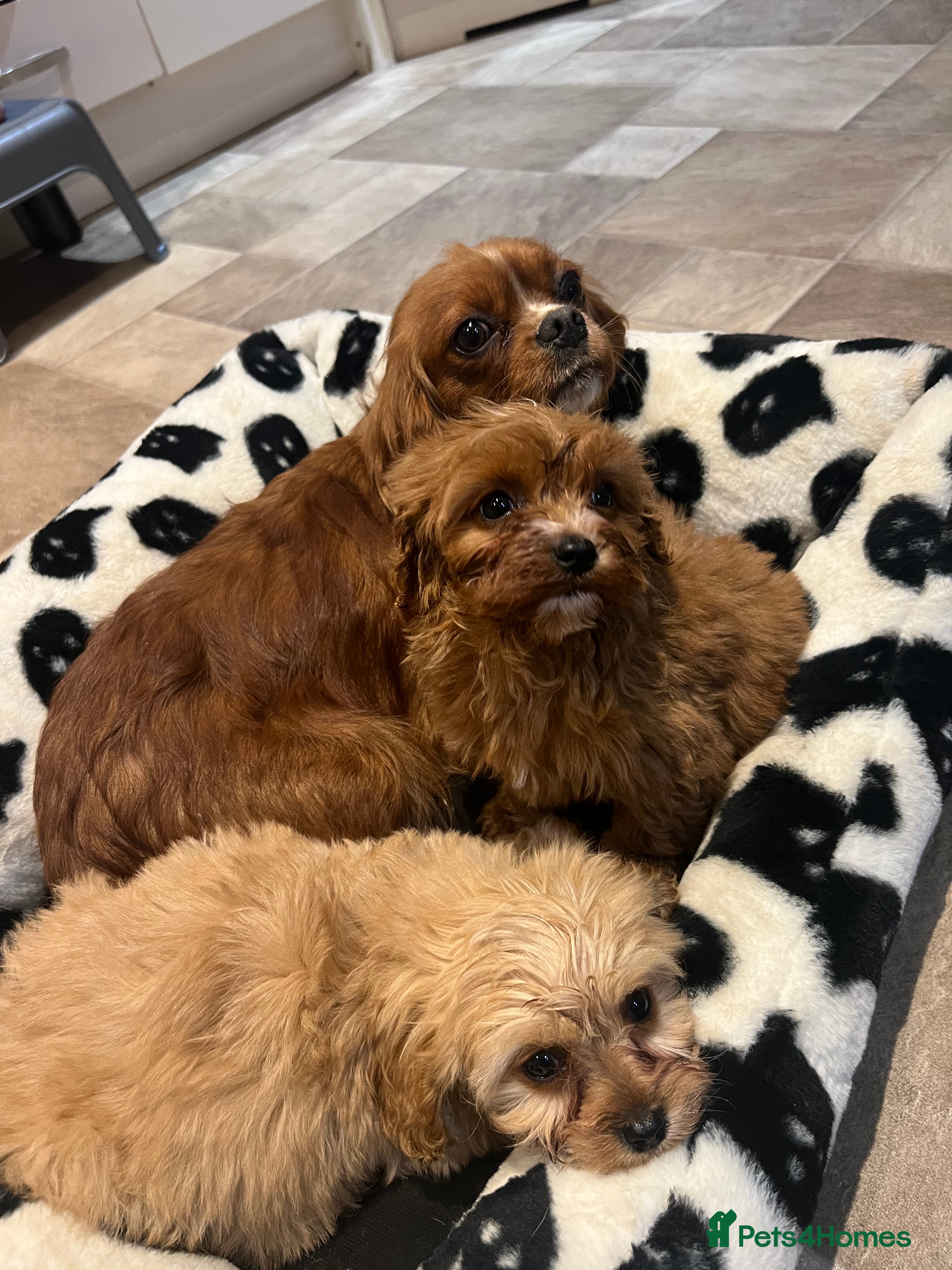 Cavapoo dogs Cavapoos 1 boy 1 girl fully vaccinated  in Gloucester - Advert 1