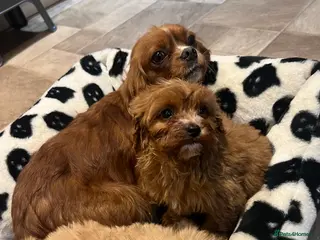 Cavapoo dogs Cavapoos 1 boy 1 girl fully vaccinated in Gloucester - Advert 1