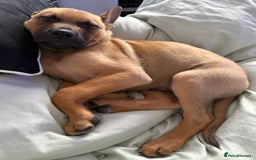 Mixed Breed dogs for sale: Max 12 weeks old  - Image 3