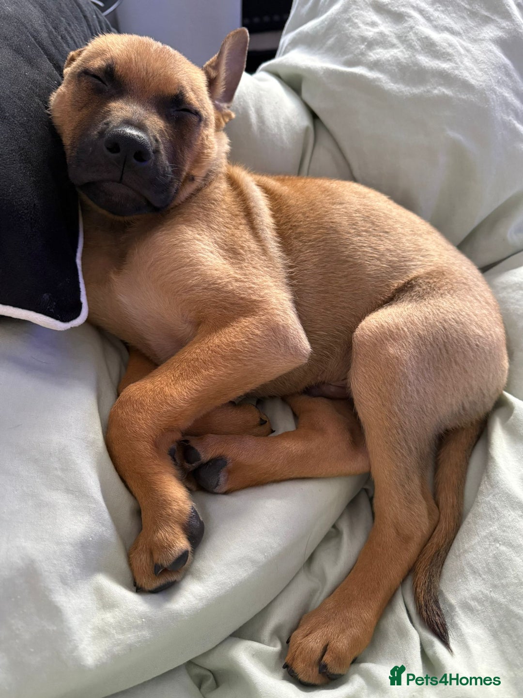 Mixed Breed dogs for sale: Max 12 weeks old  - Image 3