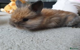 Lionhead rabbits for sale: Baby bunny's  - Advert 3