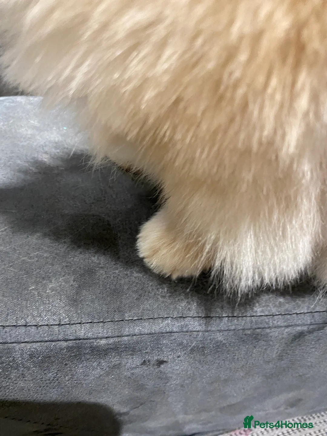 Pomeranian dogs for sale: STUNNING ADULT POM BITCH  - Advert 4