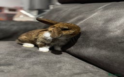 Mini Lop rabbits for sale: Stunning Mini Lop Bucks  - Image 9
