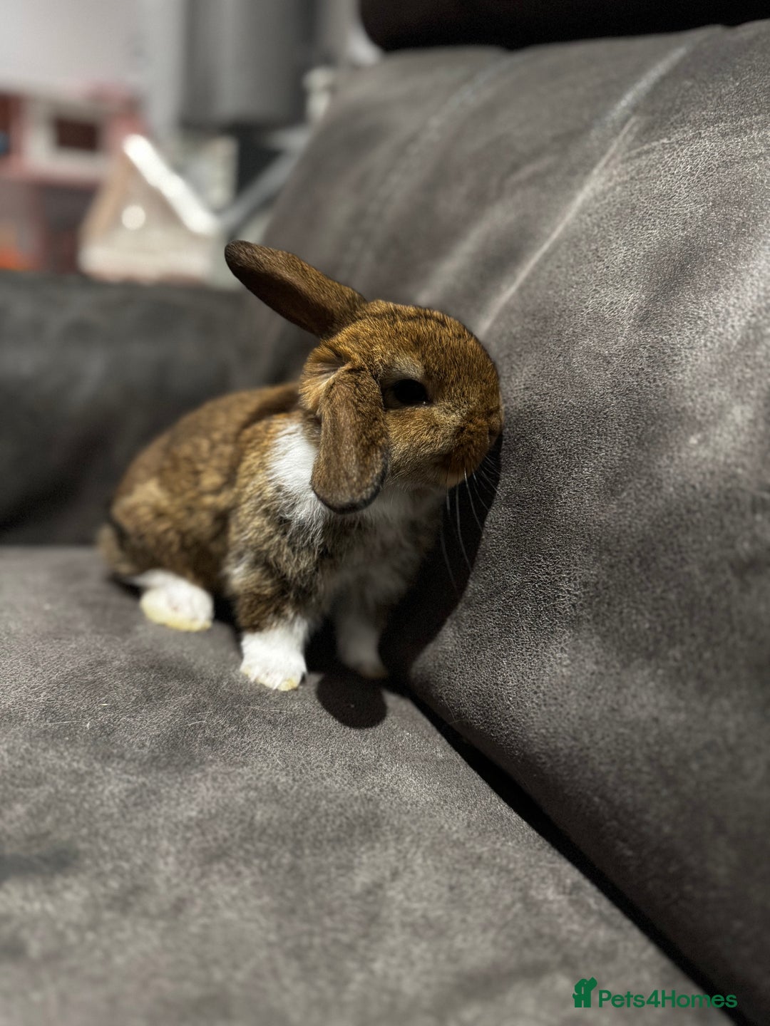 Mini Lop rabbits for sale: Stunning Mini Lop Bucks  - Image 9