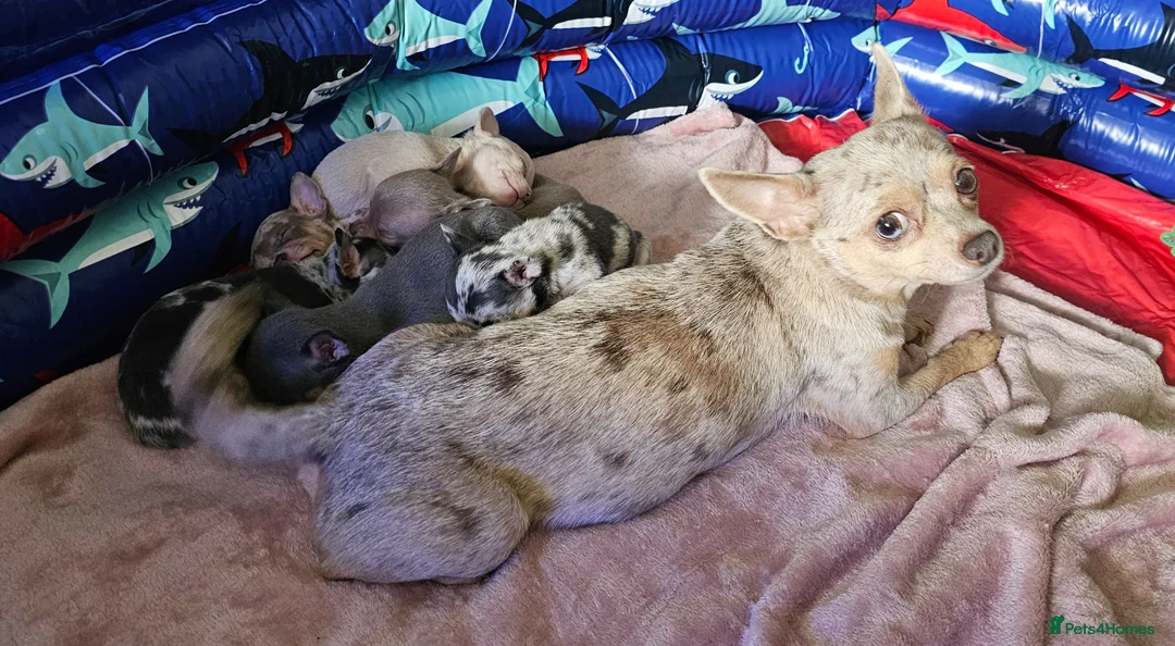 Chihuahua dogs for sale: Beautiful Short-haired chihuahua puppies  - Advert 2