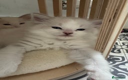Ragdoll cats for sale: Champion line Ragdoll kittens GCCF registered - Image 1