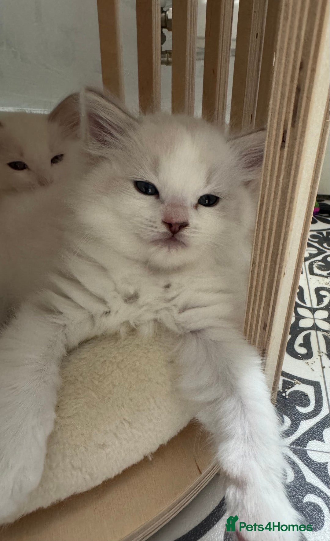 Ragdoll cats for sale: Champion line Ragdoll kittens GCCF registered - Image 1