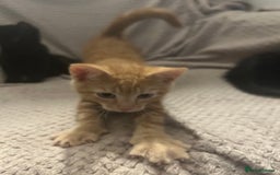 Mixed Breed cats for sale: Beautiful kittens ❤️ - Image 3