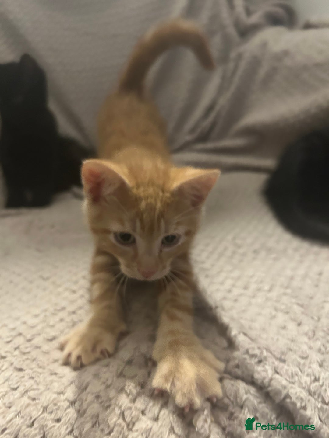 Mixed Breed cats for sale: Beautiful kittens ❤️ - Image 3