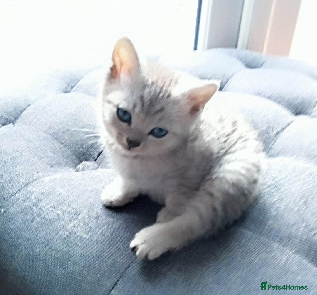 British Shorthair cats for sale: Now Ready to leave! Cute Little British Shorthair - Image 21