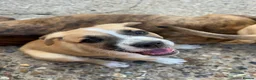 Mixed Breed dogs for sale: Boxer Shepherds for sale in High Wycombe - Advert 5
