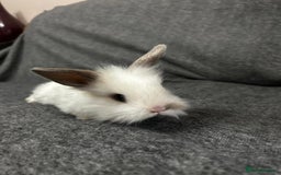 Mixed Breed rabbits for sale: Baby lion heads and lop mix  - Image 3