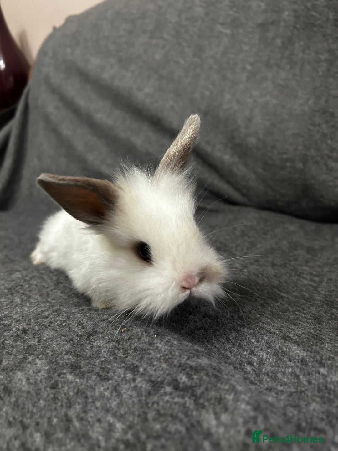 Mixed Breed rabbits for sale: Baby lion heads and lop mix  - Image 3