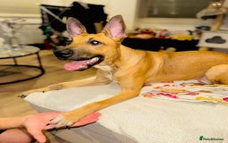 Mixed Breed dogs for sale: Belgian Shepherd (Malinois) for Sale - Image 1