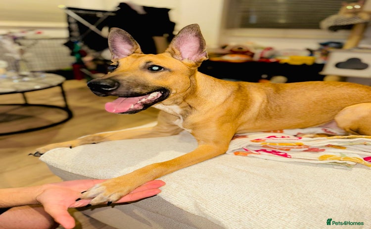 Mixed Breed dogs - Advert 1