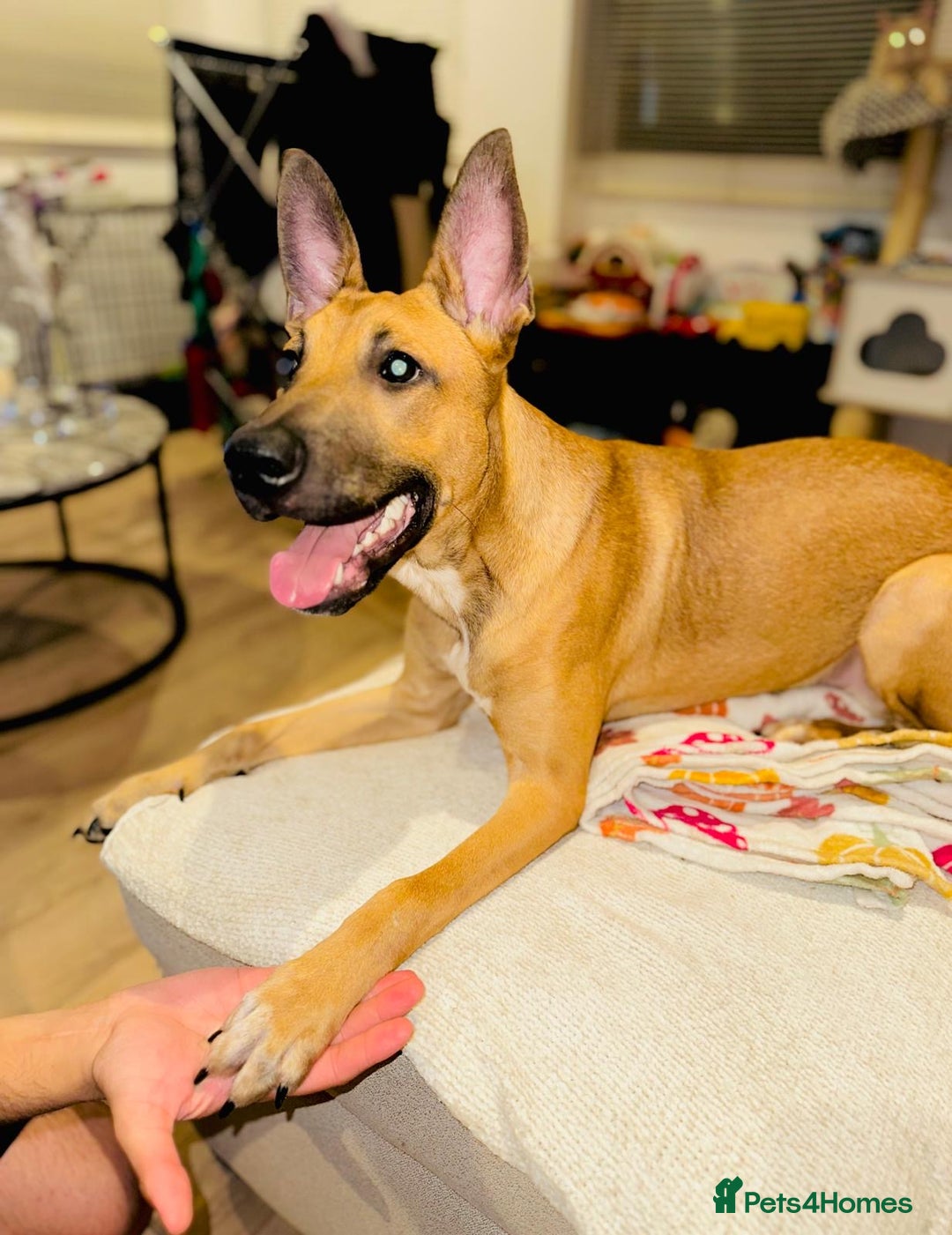 Mixed Breed dogs for sale: Belgian Shepherd (Malinois) for Sale - Image 1
