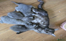 Mixed Breed cats for sale: 5 3/4 persian kittens ready now - Image 18