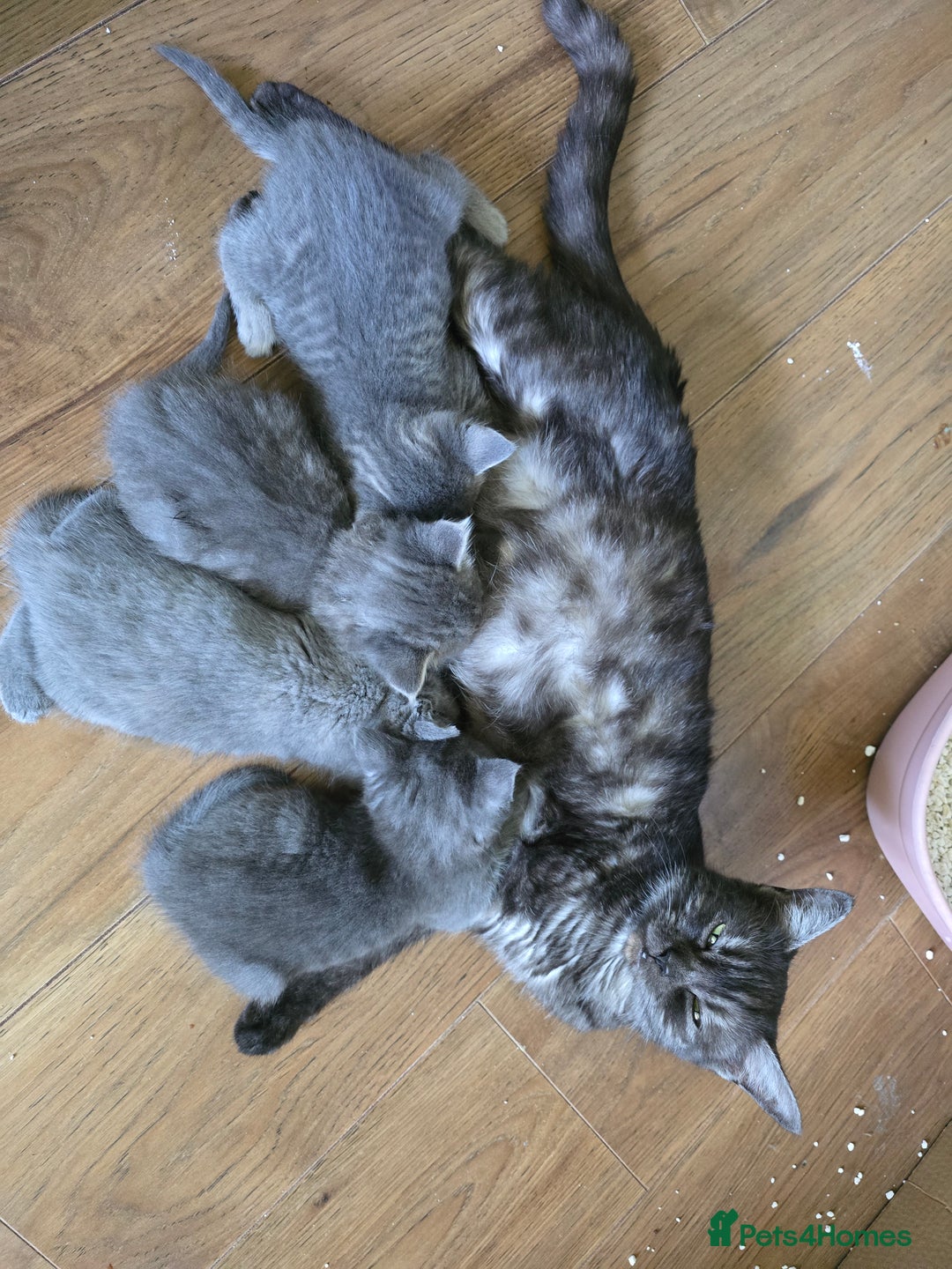Mixed Breed cats for sale: 5 3/4 persian kittens ready now - Image 18