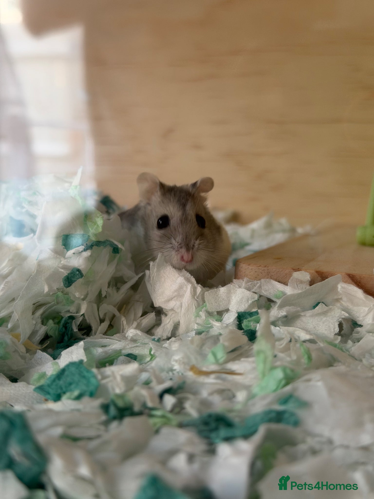 Hamster rodents Russian Dwarf Hamster  - Advert 1