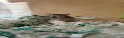 Hamster rodents for sale: Russian Dwarf Hamster  - Advert 1