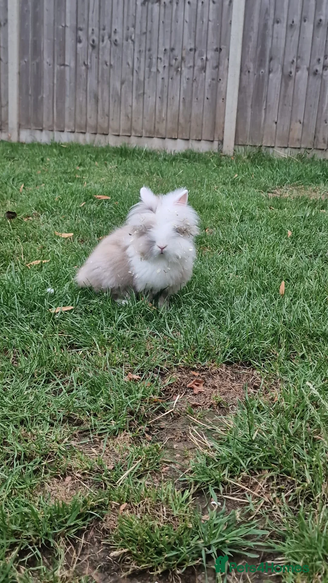 Mixed Breed rabbits for sale: Male Rabbit for sale in Tamworth - Advert 7