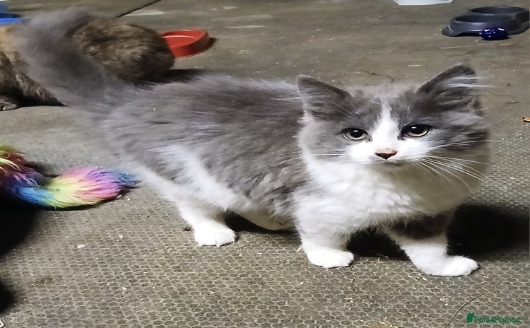 Mixed Breed cats Beautiful grey and white fluffy kitten - Advert 5