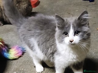 Mixed Breed cats Beautiful grey and white fluffy kitten - Advert 8