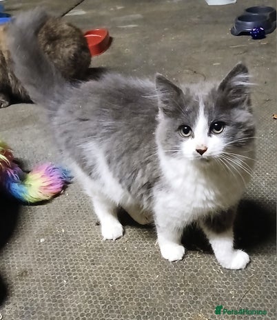 Mixed Breed cats Beautiful grey and white fluffy kitten - Advert 5