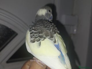 Budgerigars birds Hand reared super tame budgies chick - Advert 9