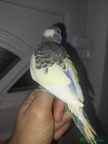Budgerigars birds Hand reared super tame budgies chick - Advert 8