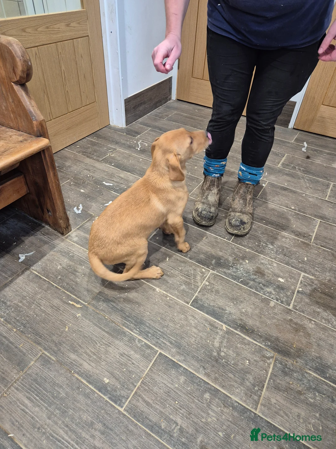 Labrador Retriever dogs for sale: KC Fox Red Male - Advert 4