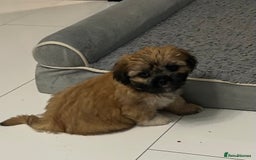Lhasa Apso dogs for sale: Lhasa Apso Puppie’s ready 2-08-25 - Image 4