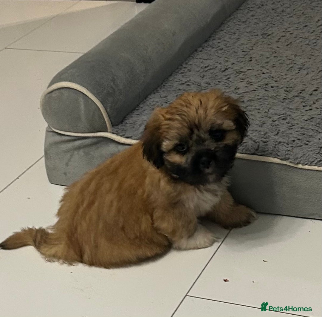 Lhasa Apso dogs for sale: Lhasa Apso Puppie’s ready 2-08-25 - Image 4