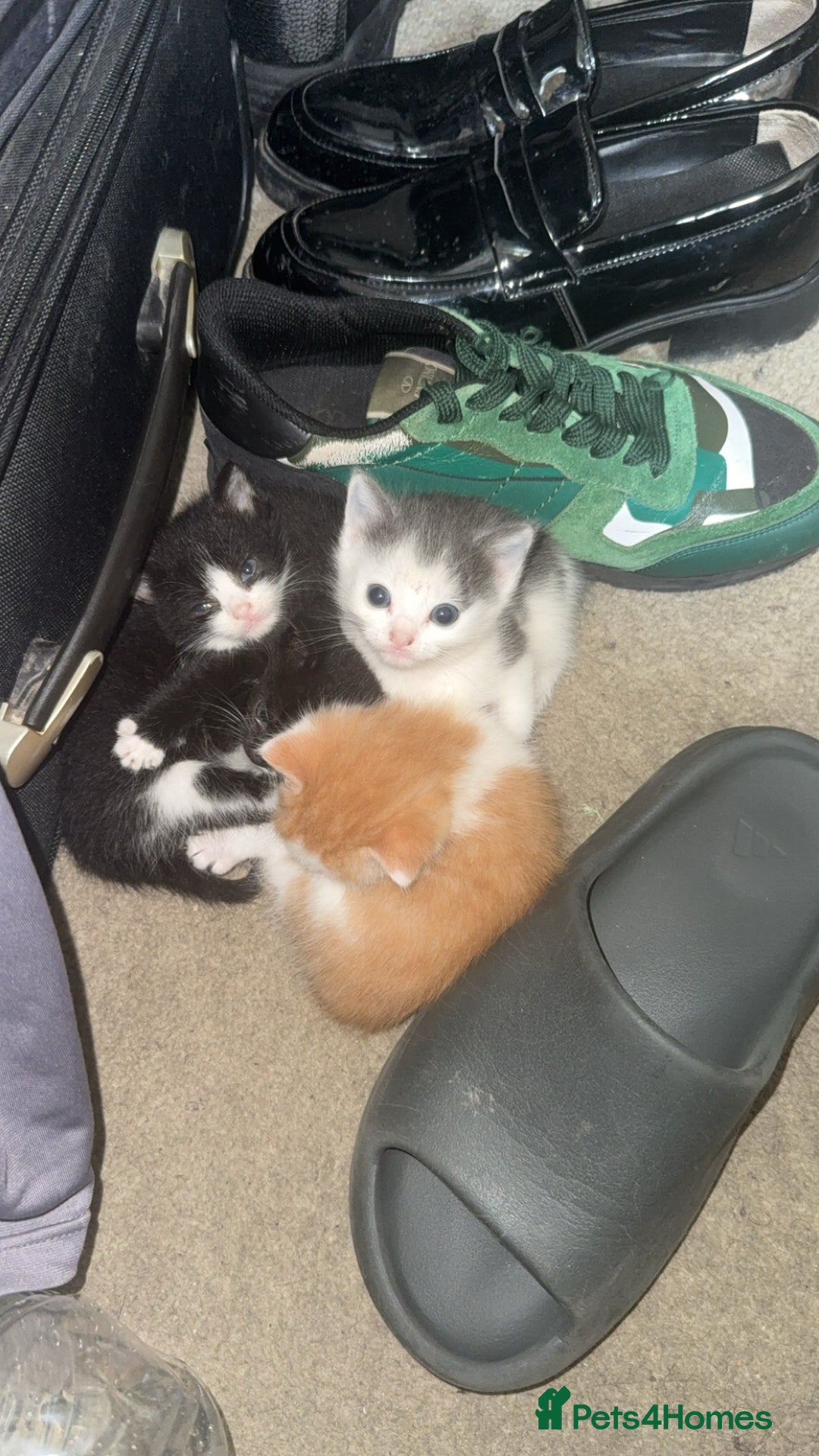 Mixed Breed cats for sale: Adorable kittens looking for their forever home  - Image 1