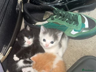 Mixed Breed cats - Advert 27