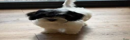 Havapoo dogs for sale: Havapoo puppies ready to leave mum  - Advert 11